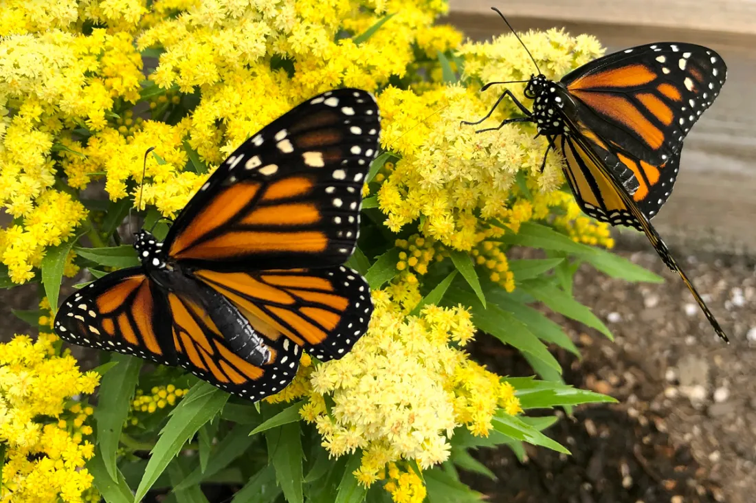 The future of the Monarch Sanctuary